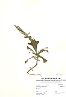 藏品(基隆筷子芥)的圖片